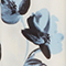K620 LILY BLUE