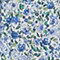 Vestido corto de gasa de algodón 7050 92_print_blue 2sdr212c01